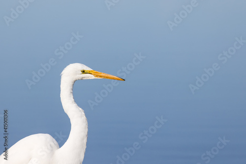 Great Egret Profile
