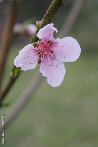 pink cherry blossom