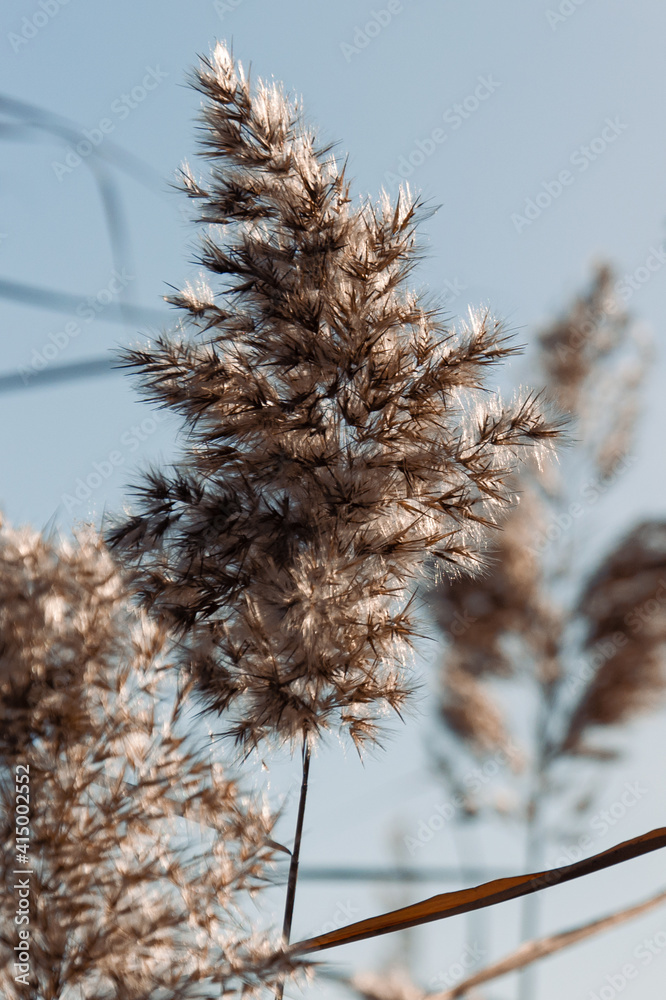 Dry reed against clear light blue sky on sunny day outdoors. Abstract natural background in neutral colors. Minimal trendy pampas grass panicles. Selective focus.