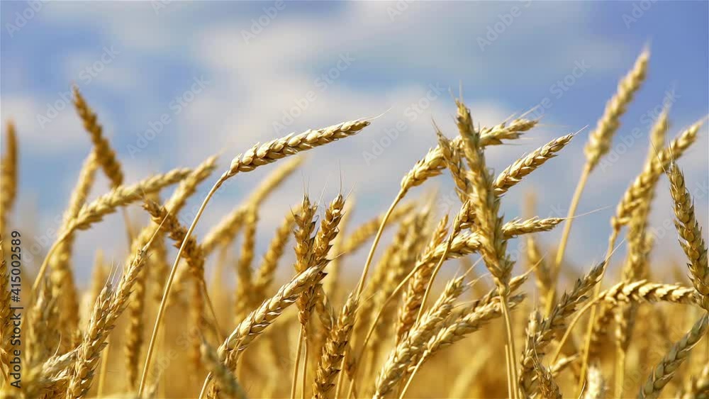 Close up of wheat ears on light wind at sunny day. Golden wheat field over blue sky at summer day. Slow motion. Close up of wheat ears on light wind at sunny day. Golden wheat field over blue sky at summer day. Slow motion.