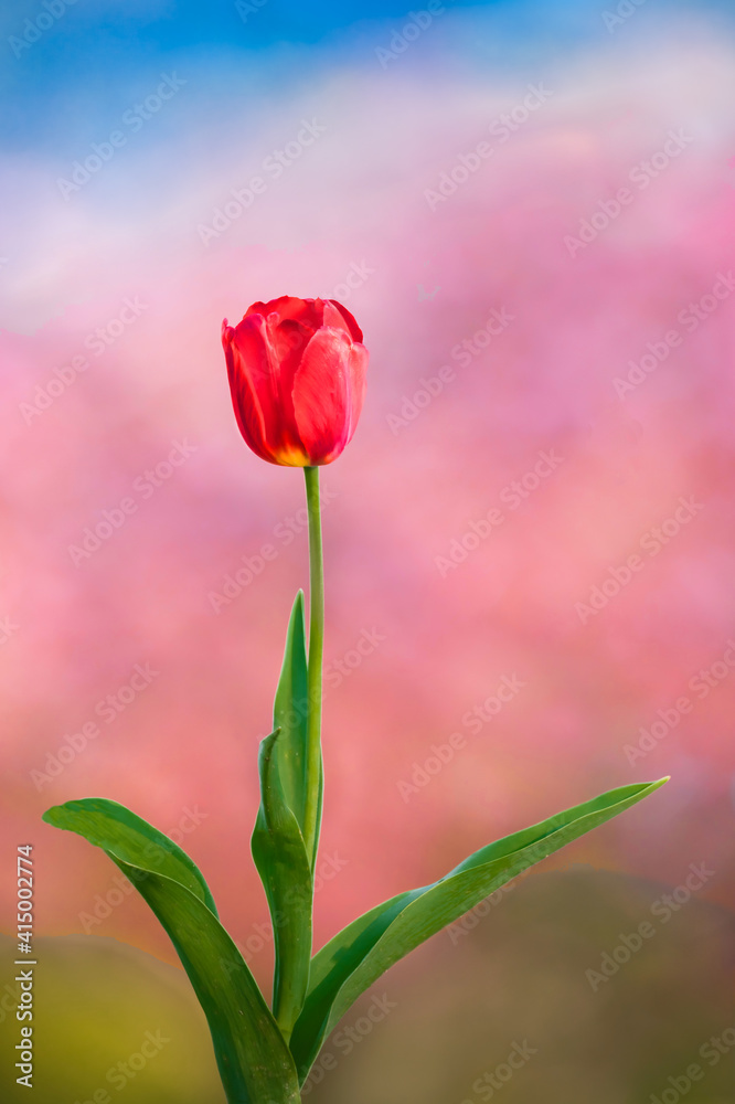 a single pink tulip  flower with pink cherry flowers in the background