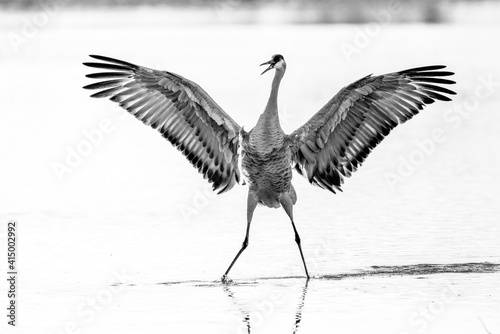 Dancing Sandhill Crane