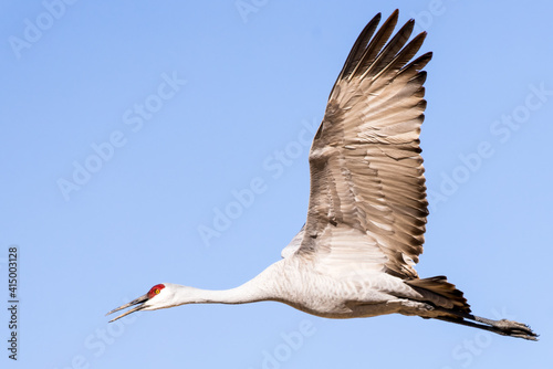 Flying sandhill crane