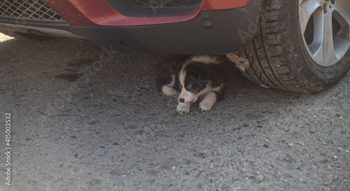 
little puppy hid from the sun