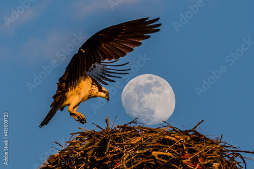 osprey eagle landing on its nest with the full moon on top of its nest, as if a huge egg