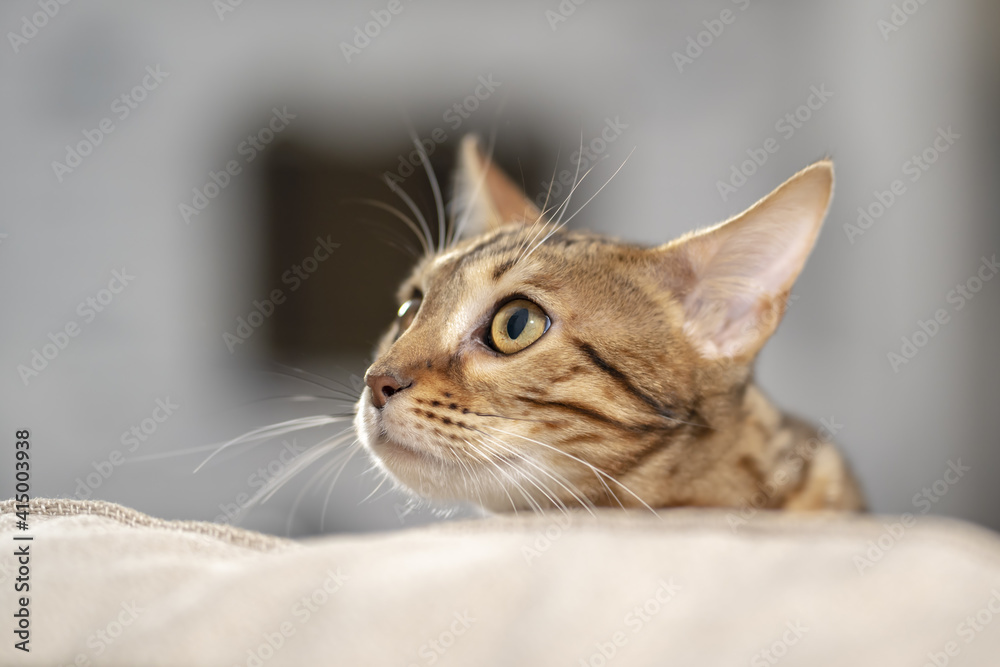 Portrait of a Bengal cat peeking out from behind the back of a sofa, close-up, selective focus.