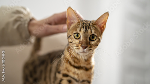 Bengal cat looks directly into the camera, the hostess strokes her pet with the hand, close-up, selective focus.