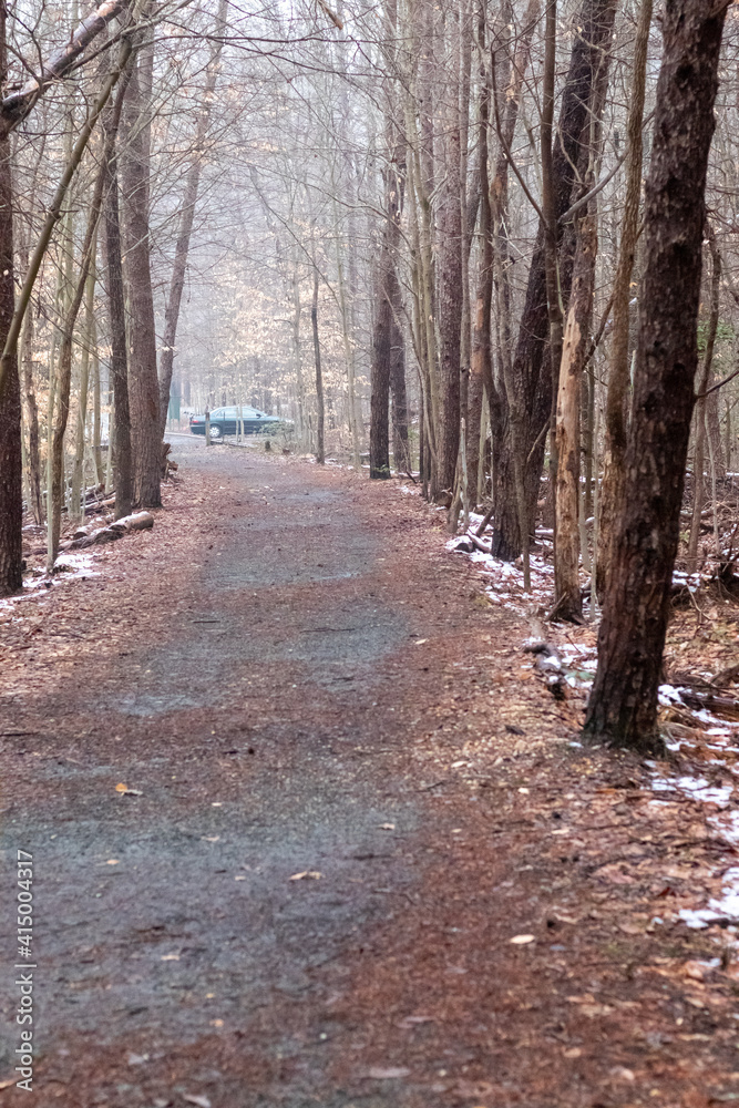 Fototapeta premium path in the forest