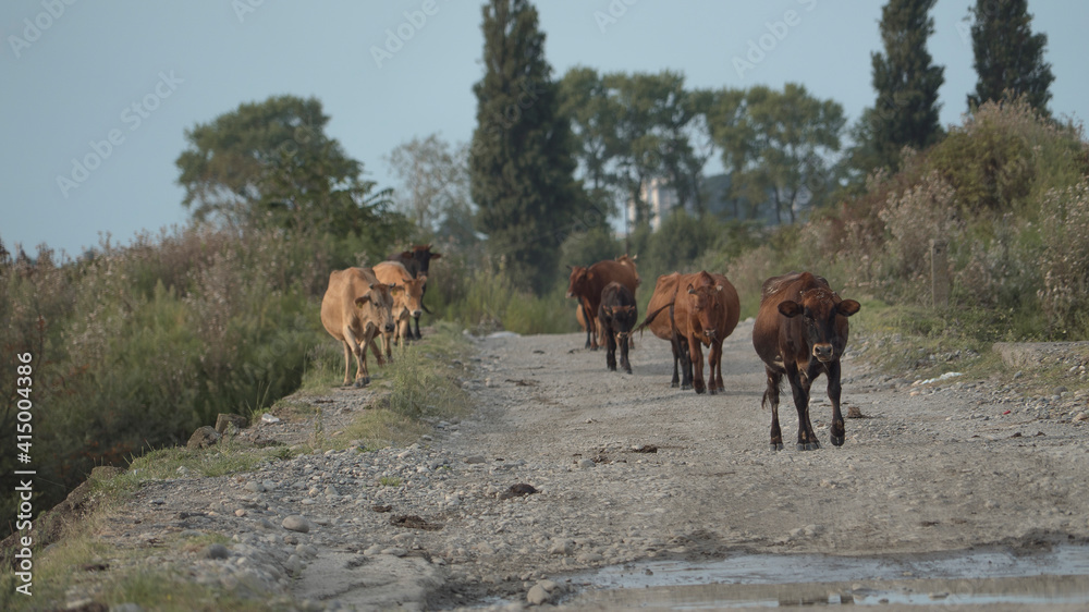 Georgian cows walk along the old bridge Georgian cows walk along the old bridge