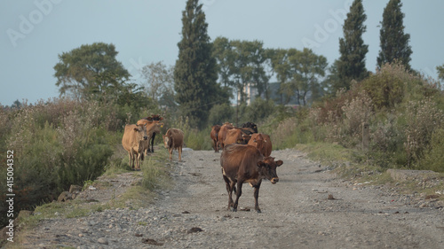 Georgian cows walk along the old bridge © Рома Драныш