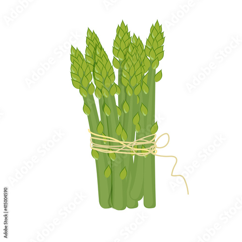 Asparagus vector illustration. Asparagus bunch isolated cartoon flat style on white. Asparagus isolated cartoon style.