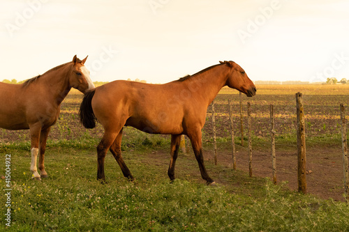 horse and foal © Lane Santiago