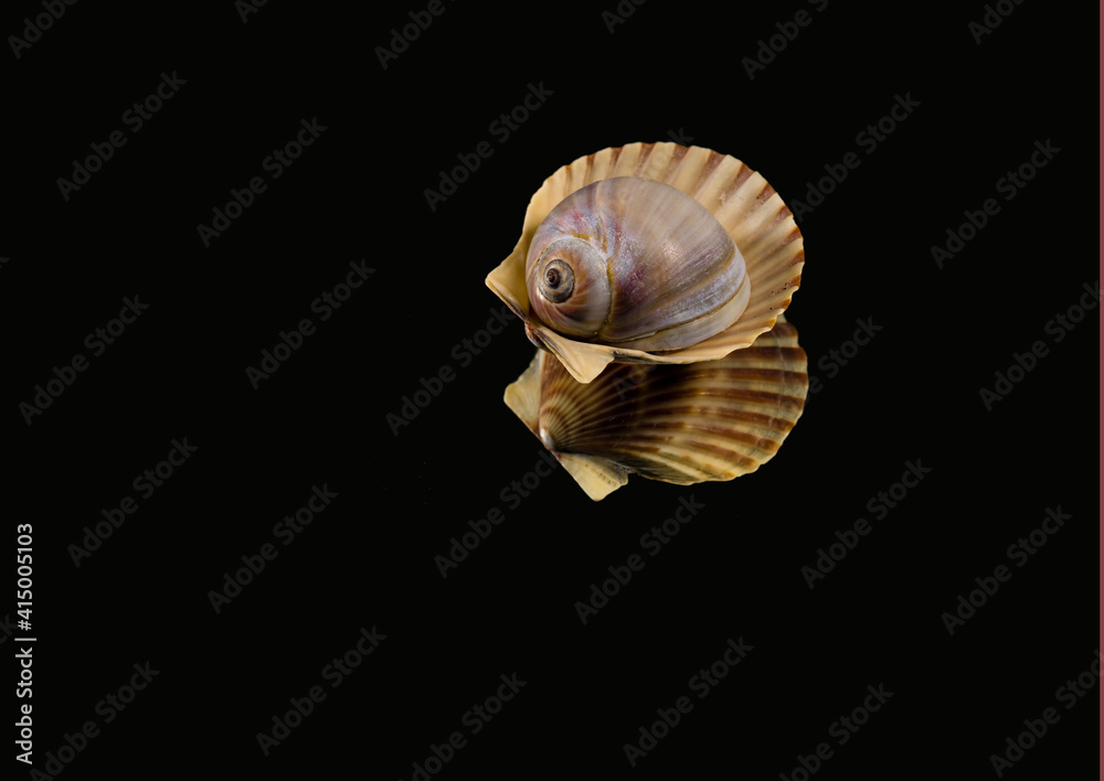seashell on black, a small sits on a larger one seashell on black, a small sits on a larger one