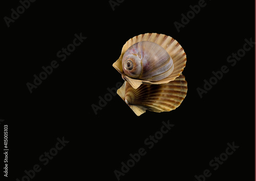 seashell on black,  a small sits on a larger one