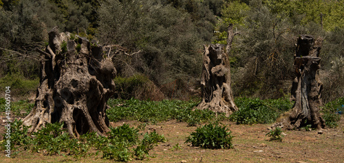 Dead olive trees