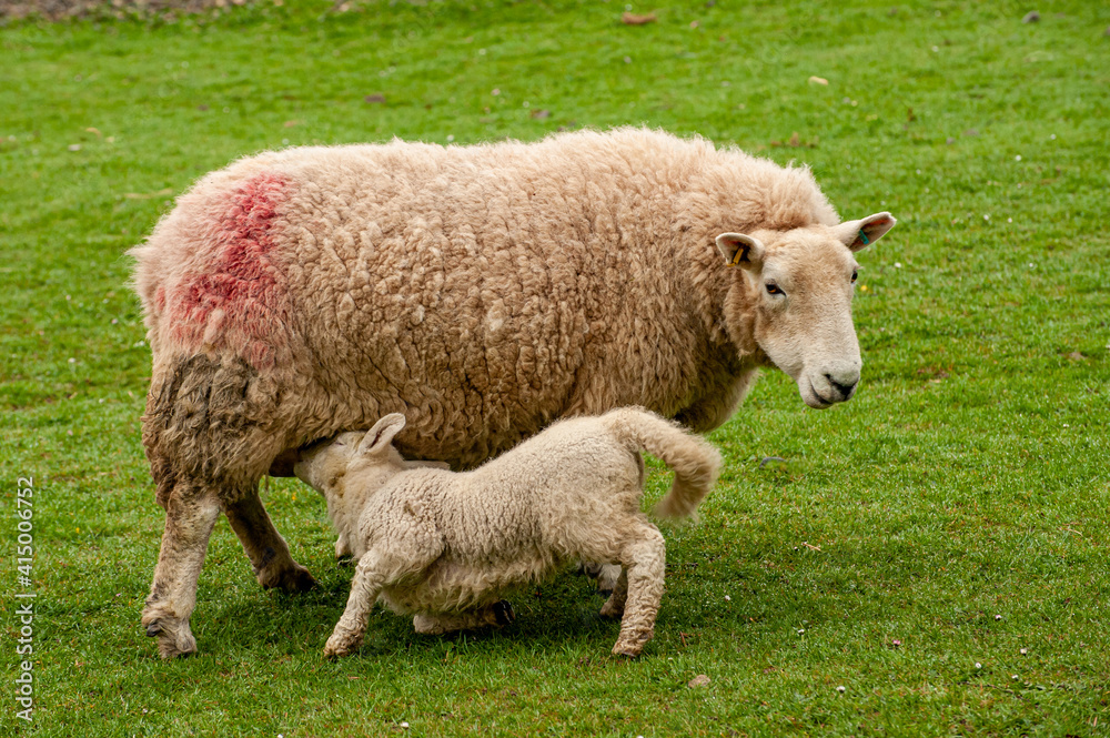 sheep and lamb