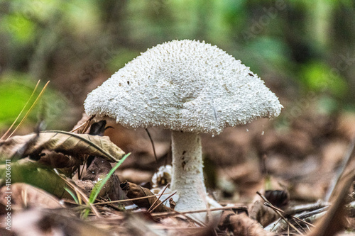 mushrooms in the forest