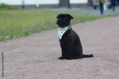 A cute black dog is sitting on a pathway. The dog is wearing a collar and a bandana. The dog is waiting for someone. The dog is griffon belge.