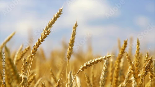 Close up of wheat ears on light wind at sunny day. Golden wheat field over blue sky at summer day. Slow motion.