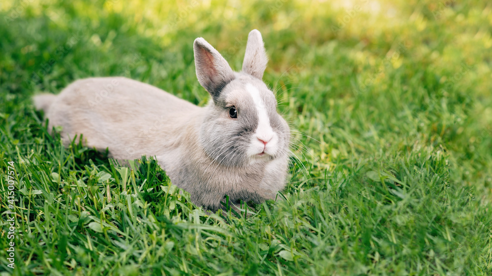 Little funny dwarf rabbit. Easter bunny on a green background. Copy space Little funny dwarf rabbit. Easter bunny on a green background. Copy space