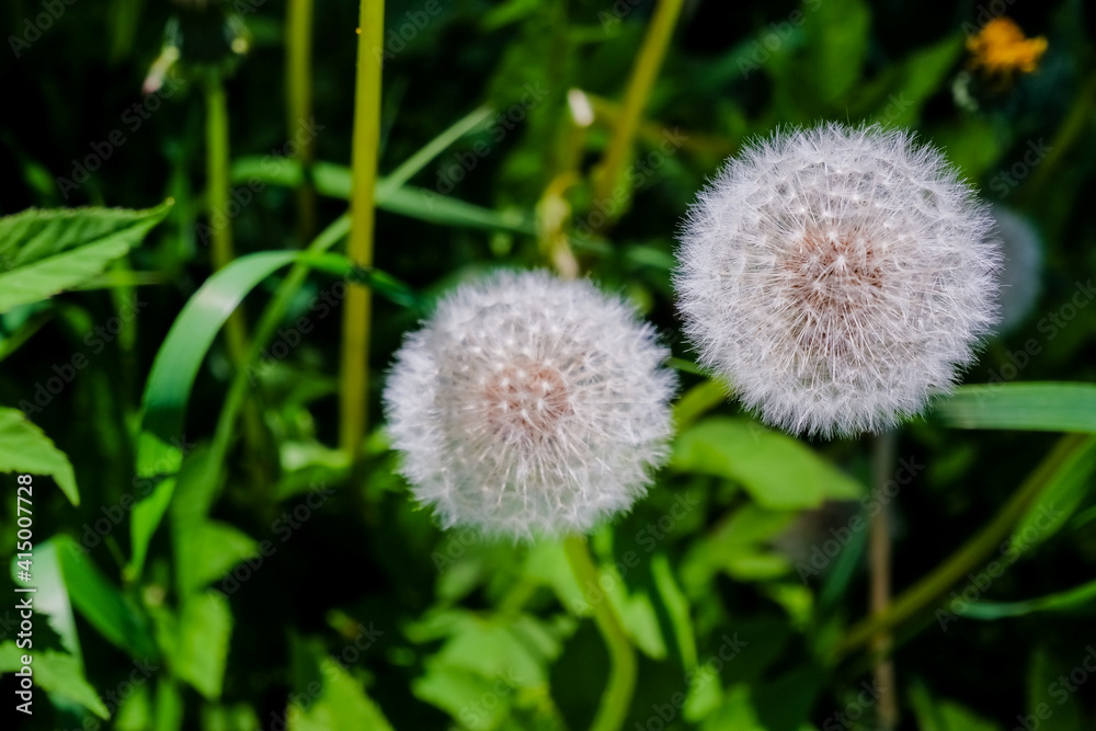 Meadow of white dandelions. Summer field. Dandelion field. spring background with white dandelions. Seeds. Fluffy dandelion flower against the background of the summer landscape. field with dandelion. Meadow of white dandelions. Summer field. Dandelion field. spring background with white dandelions. Seeds. Fluffy dandelion flower against the background of the summer landscape. field with dandelion.