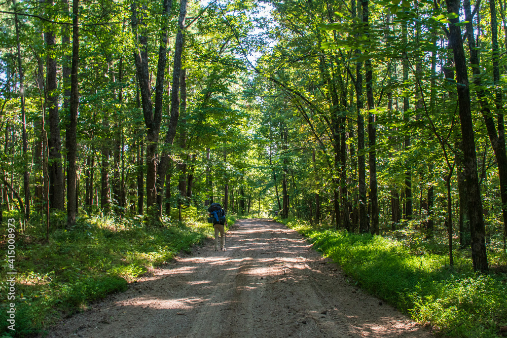Fototapeta premium Path in the forest with hiker