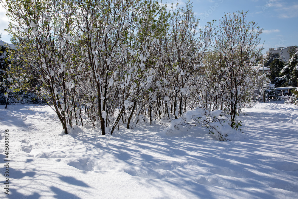 Winter morning suddenly snow covered almond trees branches with green leaves in the park of the city of Athens, Greece.