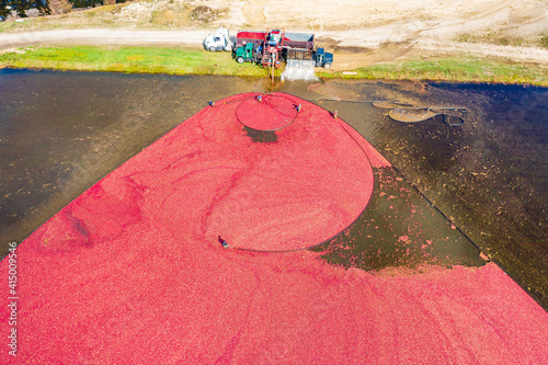 Massachusetts-Carver-Cranberry Harvest photo