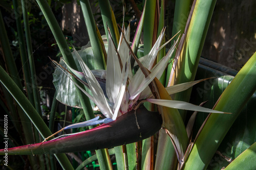 Giant white bird of paradise, Strelitzia nicolai