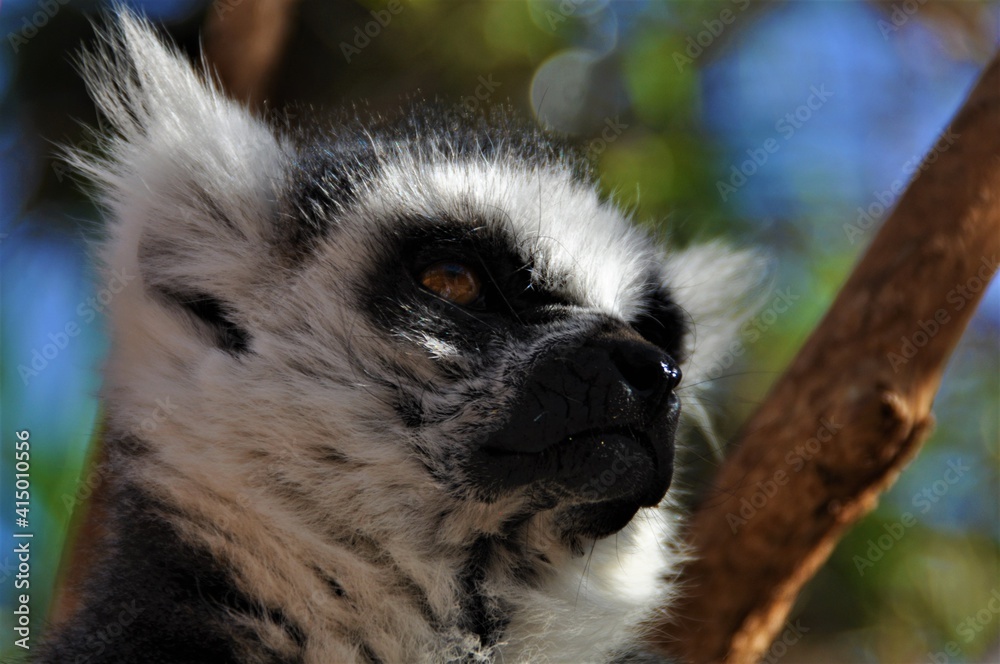 Fototapeta premium Lemur