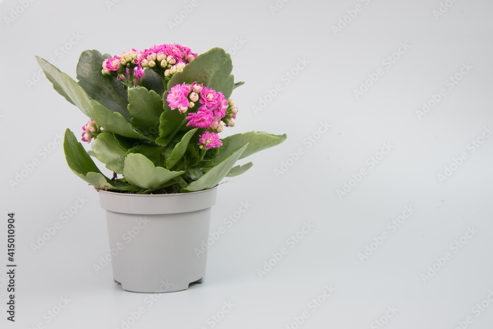 Flowering Kalanchoe plant in a pot on a uniform gray background. There is room for text. Background, texture or postcard Flowering Kalanchoe plant in a pot on a uniform gray background. There is room for text. Background, texture or postcard