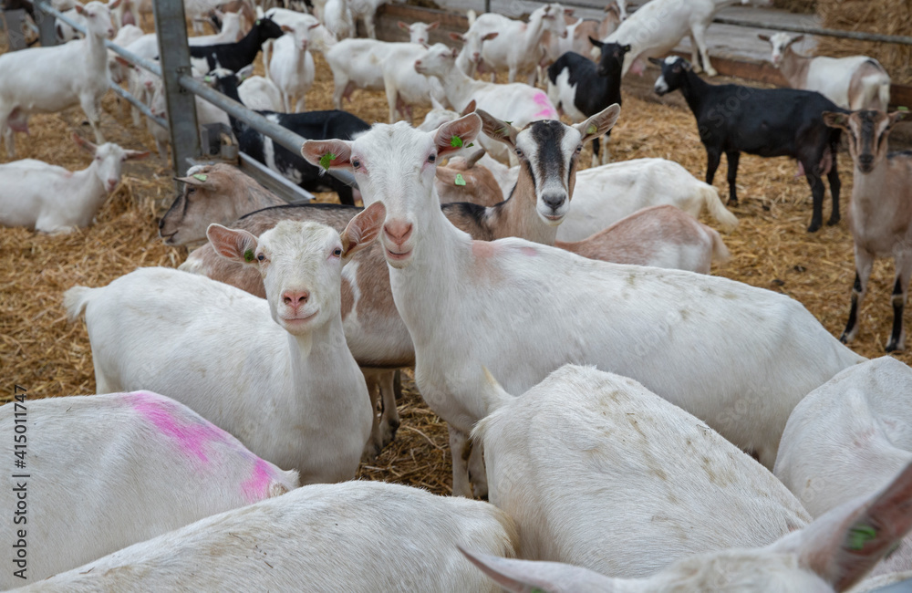 Goats farm. Farming. Stable Netherlands. Goats farm. Farming. Stable Netherlands.