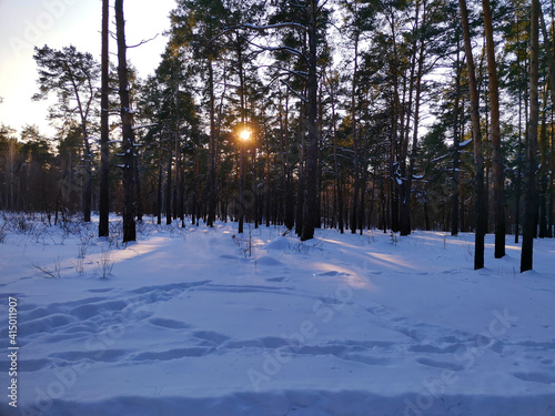 Sunset in the winter dark pine forest