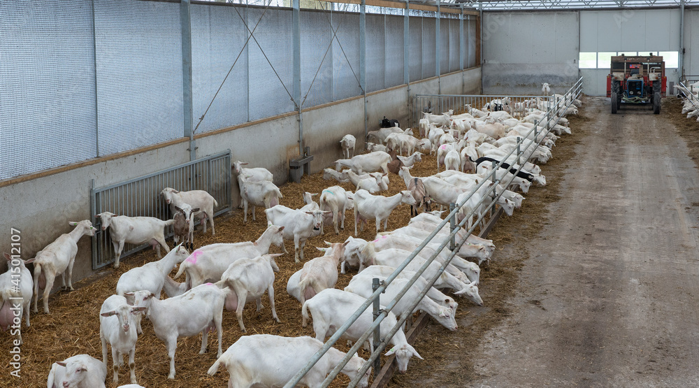 Goats farm. Farming. Stable Netherlands.