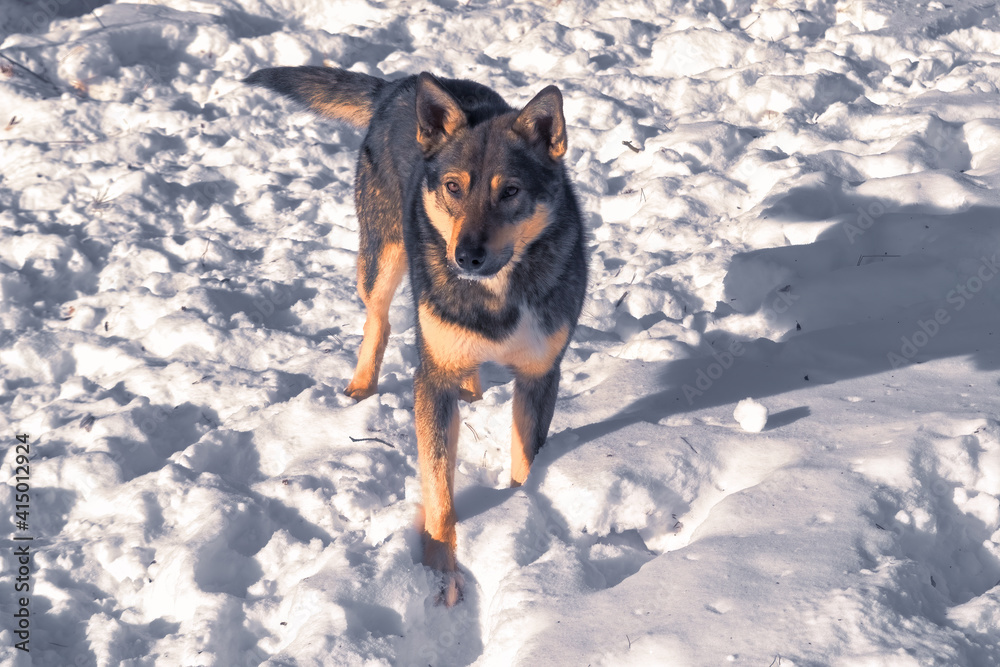 Portrait of a young dog standing against a background of white snow in winter. Portrait of a young dog standing against a background of white snow in winter.