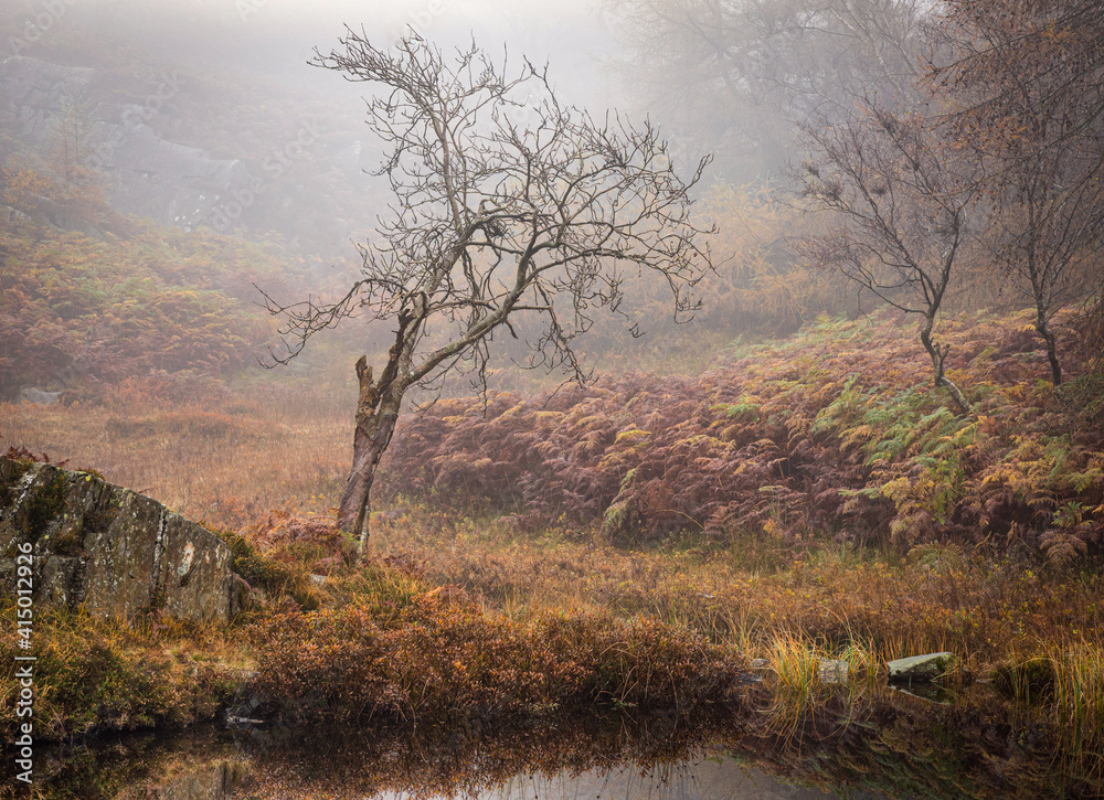 Trees in autumn mist in the fells Trees in autumn mist in the fells