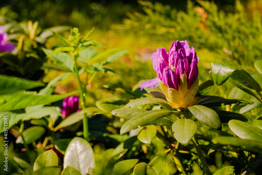 Fototapeta premium The beginning of flowering buds on the bushes of Rhododendron in warm spring days.Spring flowering. Close-up on the petals of a pink-purple rhododendron flower.