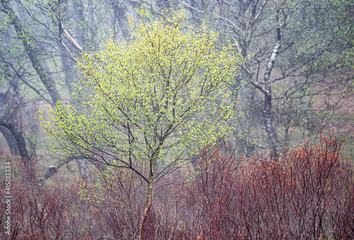 Misty spring in the park photo