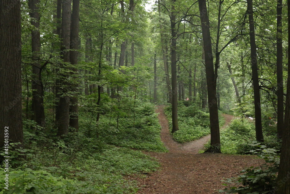 Fototapeta premium forest in summer after rain