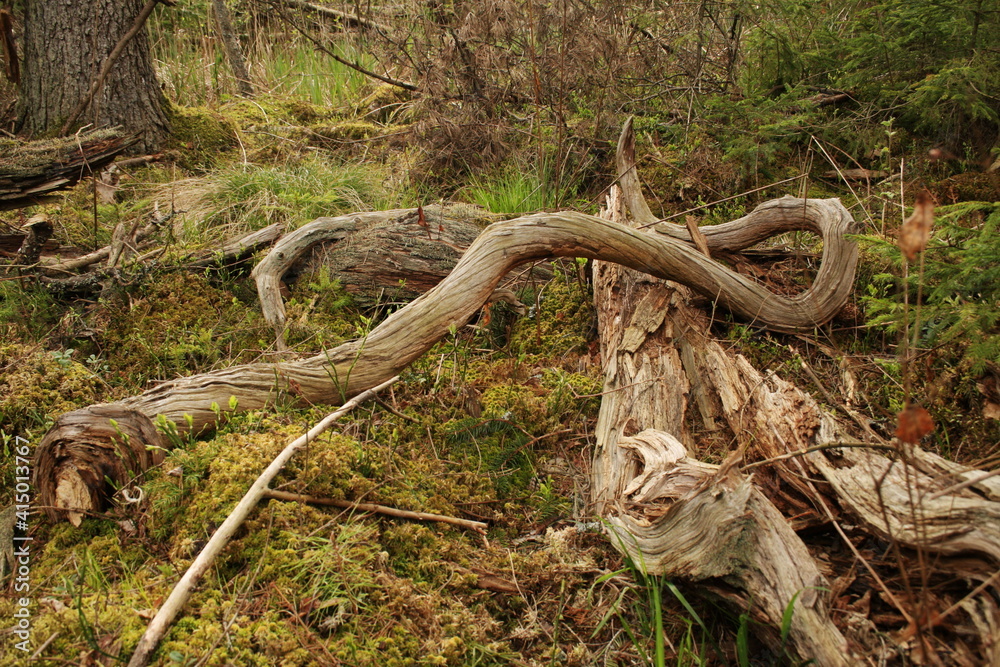 Deadwood and fallen branches on a mossy forest floor. Natural woodland microhabitat rich in biodiversity and ecological value Deadwood and fallen branches on a mossy forest floor. Natural woodland microhabitat rich in biodiversity and ecological value