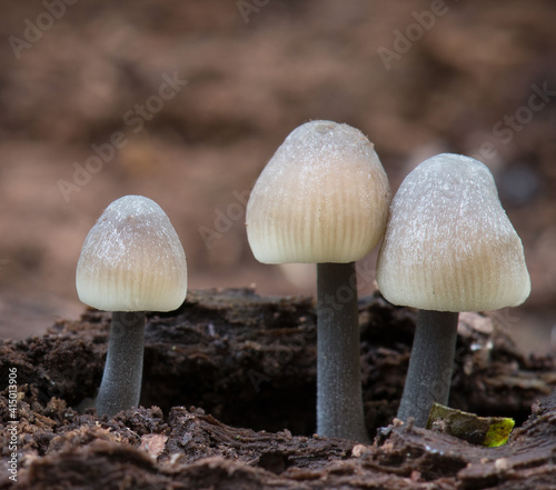 Mushrooms on a log in the forest