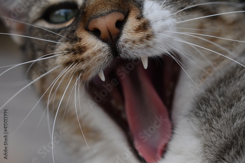 close up portrait of a cat