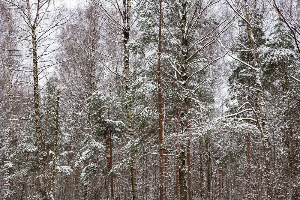 Fototapeta premium Winter landscape. Fresh clean fluffy snow on tree branches in a forest park. Cold snowy winter weather. Beautiful snow-covered trees. Natural background.