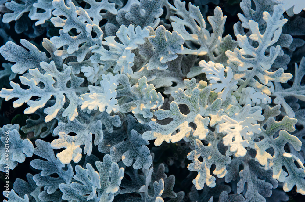 Dusty miller or Centaurea cineraria. Silver velvet foliage background. Closeup. Top view. Selective focus.