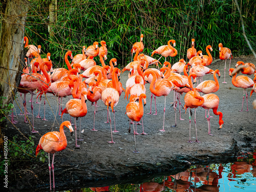 A group of flamingos gathering near a lake