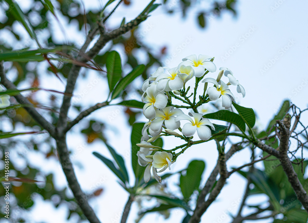 Plumeria white and yellow flowers on a tree branch in the park Plumeria white and yellow flowers on a tree branch in the park