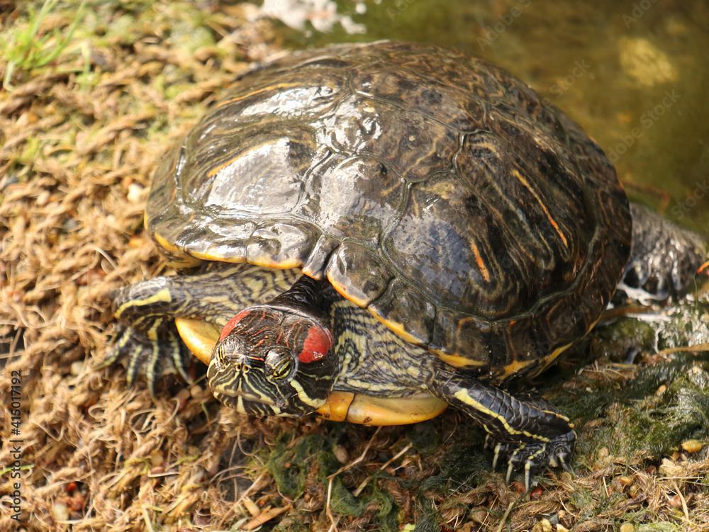close up of a turtle, take your time close up of a turtle, take your time