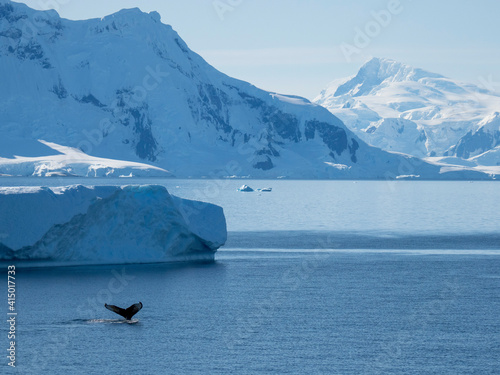 Adult humpback whale (Megaptera novaeangliae), flukes-up dive in Wilhelmina Bay photo