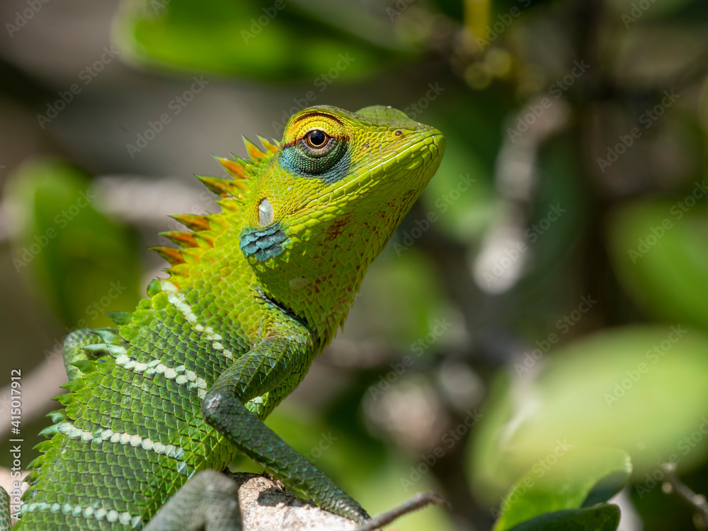 An adult common green forest lizard (Calotes calotes), changing colors, Wilpattu National Park, Sri Lanka An adult common green forest lizard (Calotes calotes), changing colors, Wilpattu National Park, Sri Lanka