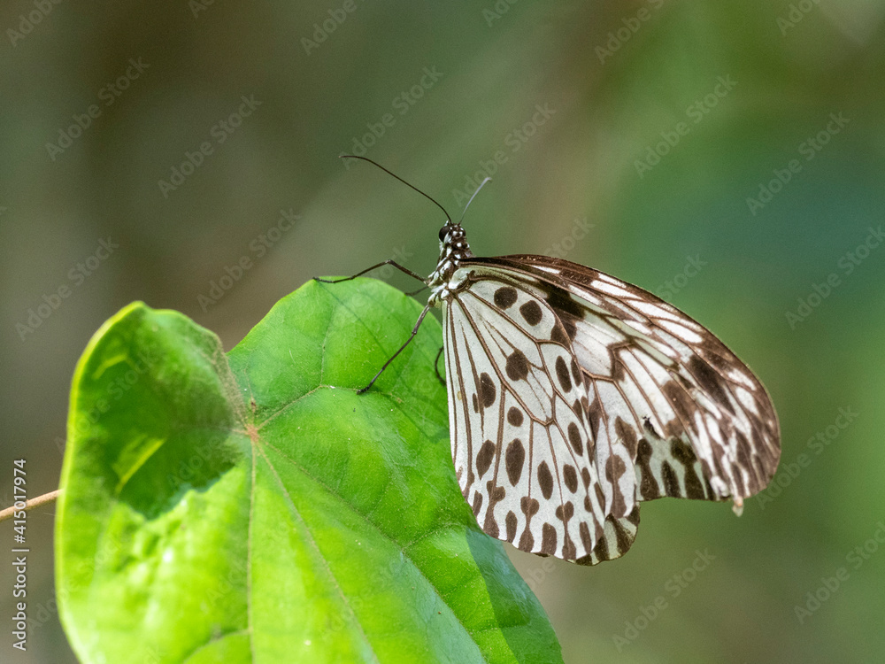 An adult Sri Lankan tree nymph (Idea iasonia), in the Sinharaja